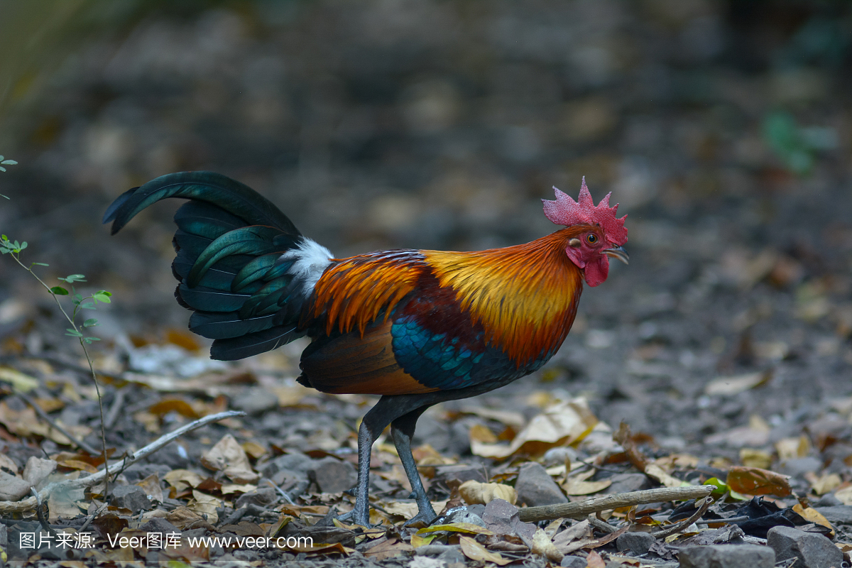 紅Junglefowl