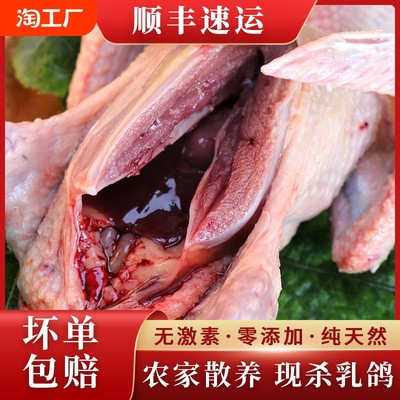 鮮鴿子肉散養(yǎng)乳鴿肉現殺土當前網購流行產品