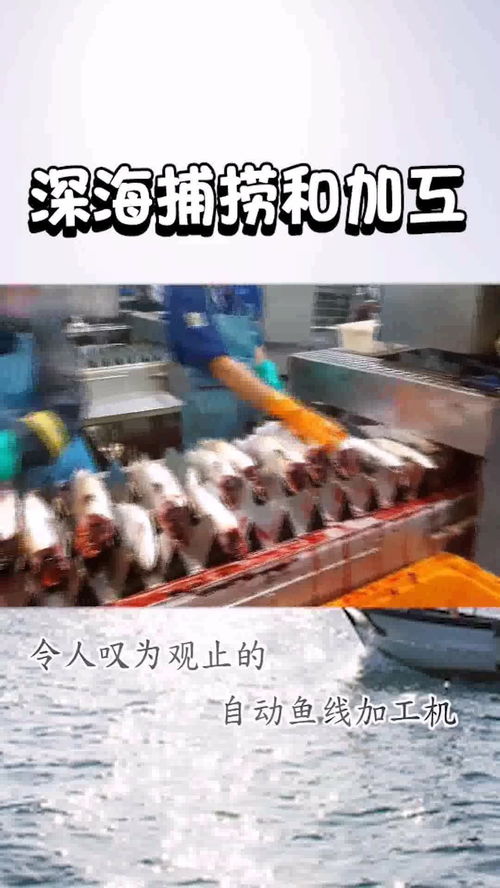 肉類加工廠的流水線s